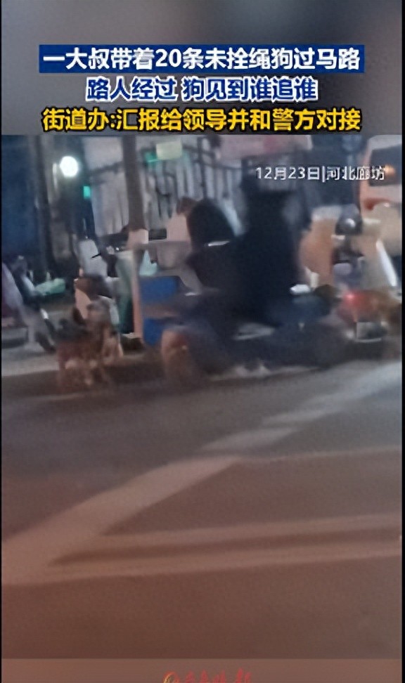 街道办回应男子遛20条狗不拴绳：将核查并对接公安部门处理
